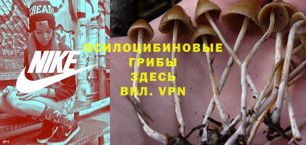 стаф Аркадак
