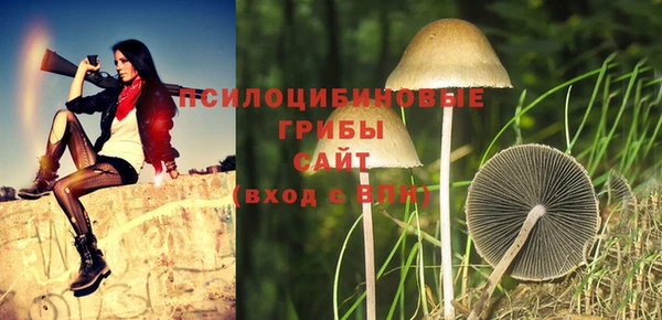 стаф Аркадак